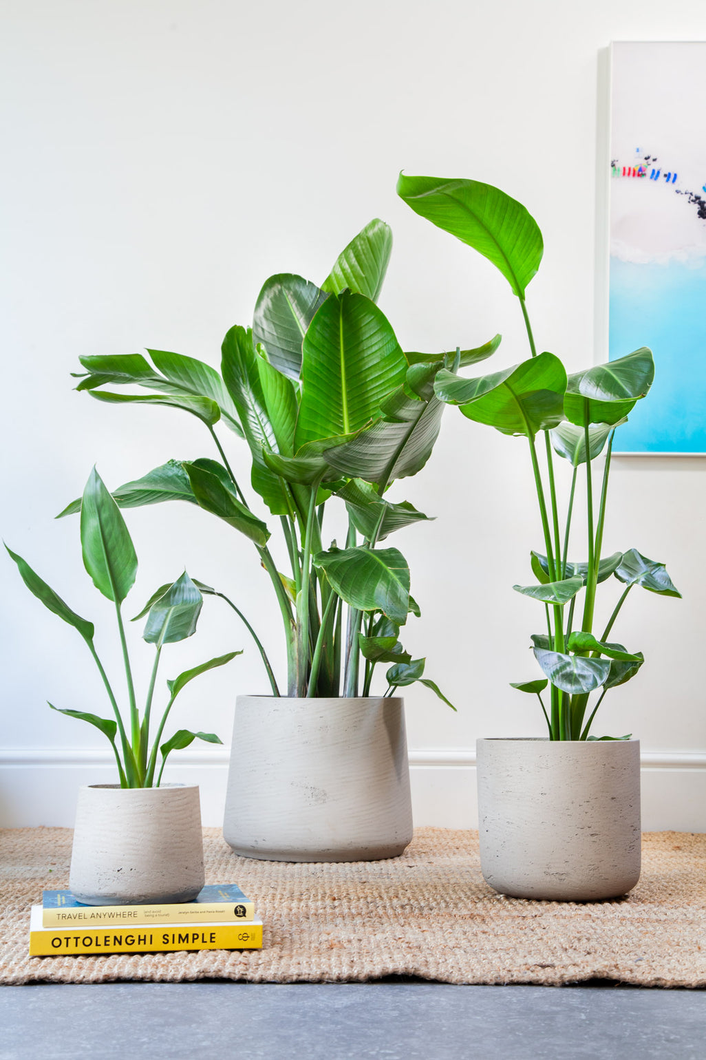 files/IndoorPlants-JamieShots16.11.2023-202_b3016382-b4dd-4f13-b208-84a9e10b524c.jpg